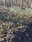 IMG_20260301_104531