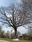IMG_20260322_095637.jpg