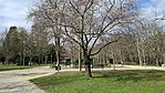 Erzsébet kert Sopron-1