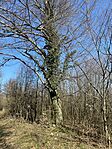 IMG_0448