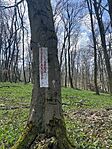 IMG_0452