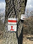 IMG_0464