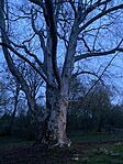 IMG_0688