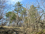 IMG_1164
