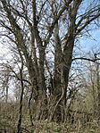 IMG_2036