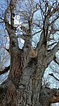 IMG_20260322_123307_001