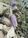 Leánykökörcsin (Pulsatilla grandis)