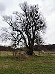 IMG_20260321_154053