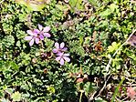 IMG_20260308_121026