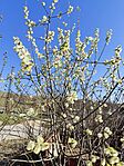 IMG_20260315_084131