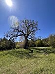 IMG_2978
