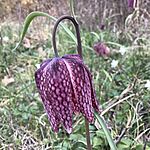 mocsári kockásliliom