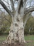 IMG_2929