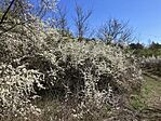 IMG_4392(1)