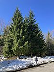 IMG_4496