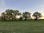 IMG_4414