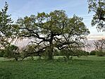 IMG_4415