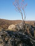 IMG_20260314_073529