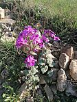 IMG_20260418_081011