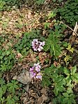 IMG_20260418_093614