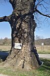 IMG_20260322_102146