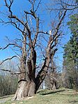 IMG_20260403_143922.jpg