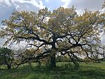 IMG_20260411_133653.jpg