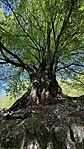 IMG_0946