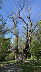 IMG_1092