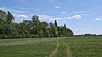 Szücsi - erdő-1