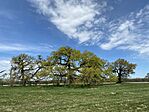 IMG_0089