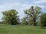 IMG_0087
