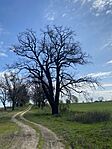 IMG_0104