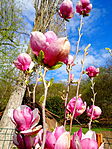 Magnolia