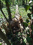 DSC07803