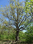 DSC08007