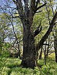 IMG_2367