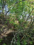 IMG_20260426_171917