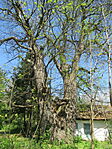 IMG_2574
