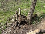 IMG_1196