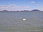 Balaton