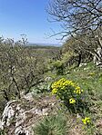 IMG_6581