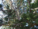 DSC00935