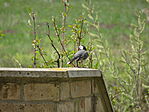 DSC00975