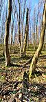 20260404_092321 - A fa közelről