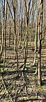 20260404_092457 - A fa az útról