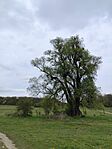 IMG_20260410_143953