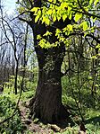 IMG_20260411_113105