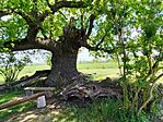 IMG_20260424_122112