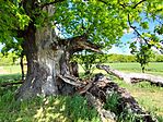 IMG_20260424_122259